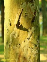 Image result for Caesalpinia ferrea