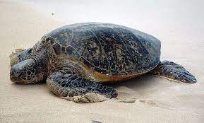 pantai teluk mak nik monica bay terengganu turtle buleleng