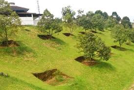 Sepokok rm10 sahaja 10 pokok rm90 (rm9 sepokok ) beli lagi banyak harga boleh bincang. Jarak Tanam Durian Yang Ideal Kampustani Com