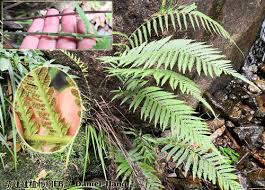 Image result for Pseudocyclosorus