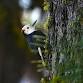 Guided Birding Trip to Schoolhouse Gulch and Placerville