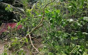 Pihak farmasi di amerika syarikat berminat bagi membeli daun ketum dari malaysia. Musnah 1 000 Pokok Ketum