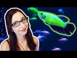 Glofish Betta Care Guide Glofish Care Guide Series Ep 6 Betta Splendens Youtube In 2020 Pet Fish Betta Fish Tank Betta