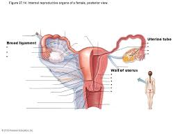 The internal organs are situated within the pelvis, and consist of the ovaries, the uterine tubes, theuterus, and the vagina. Posterior View Of Internal Reproductive Organs Of The Human Female Diagram Quizlet