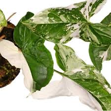 Image result for Syngonium