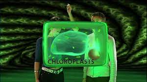Plant cell bbc bitesize ks4. Bbc Two Ks4 Curriculum Bites Science 14 16 Components Of A Plant Cell