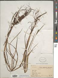 Image result for Kotschya aeschynomenoides