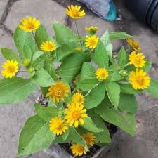 Contoh gambar bunga matahari contoh gambar sketsa bunga 16 sumber www.blogteraktual.com. Jual Tanaman Bunga Matahari Mini Butter Daisy Bunga Seribu Bintang Terbaru Juni 2021 Blibli