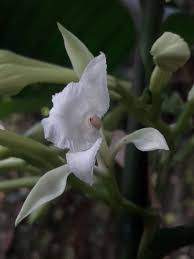 Image result for Corymborkis