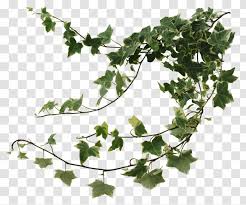 All of them contain urushiol, the oily resin that covers the leaves. Common Ivy Houseplant Devil S Vine Devil S Vines Transparent Png