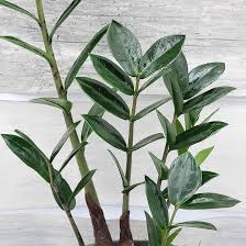 Image result for Rhigozum zambesiacum