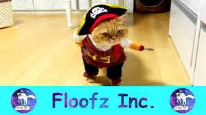 The master of disguise in action. Hilarious Cats In Clothes Youtube