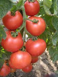 Es un simulador de tornado con las fuerzas les voy a decir las fuerzas que hay de tornado f1 f2 f3 f4 f5 saben que el f5 es el. Indeterminant Tomato Tornado F1 Seeds Semo