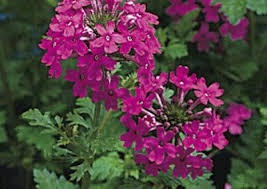 Image result for Dicliptera pumila