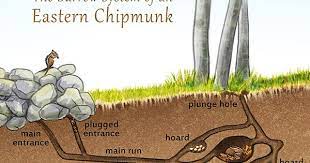 A Peek Inside A Chipmunk Burrow Chipmunk Burrow Chipmunks Eastern Chipmunk