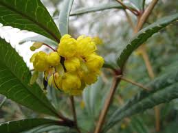 Image result for Berberis julianae