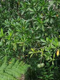 Image result for Tricalysia sp. E