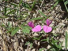 Image result for Galactia