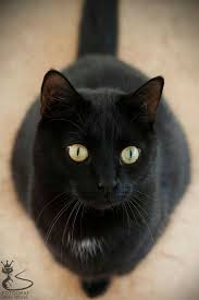 Siyah Kedi Black Cat Cats Black Cat Pretty Cats
