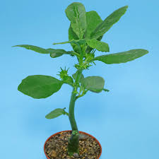 Image result for Dorstenia buchananii