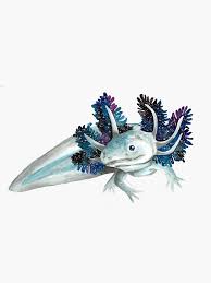 Cosmic Axolotl Sticker By Ashleymcd Redbubble Axolotl Axolotl Cute Axolotl Pet