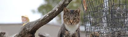 The test is also available as a snap probnp test. Neighborhood Cats How To Tnr Fiv Felv Testing
