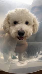 Fundraiser for BRIAN DEVERA by Kylie Galleta : Help Save Zuko's Life