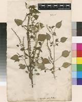 Image result for Basilicum polystachyon