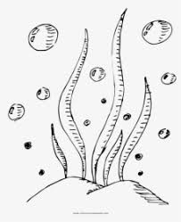 Download and print free tangle kelp coloring pages. Kelp Seaweed Algae Deep Sea Tangles Seaweed Png Transparent Png Transparent Png Image Pngitem