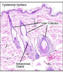 Reactivating hair follicles takes time. Thin Skin With Hair Follicle And Oil Glands Human Anatomy And Physiology Histology Slides Medical Education