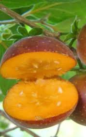 Image result for Dovyalis xanthocarpa