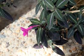 Image result for Ruellia makoyana