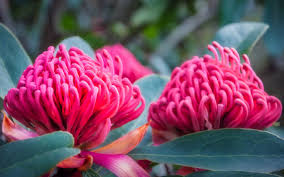 Maybe you would like to learn more about one of these? Un Printemps En Australie Plantes Natives Australiennes