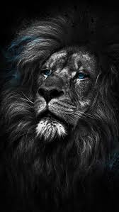 You can also upload and share your favorite hd lion wallpapers 1080p. Images Black Iphone Lion Wallpaper Hd Novocom Top
