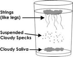 Diagnose Candida Hefe Pilz Infektionen Candidapatient De
