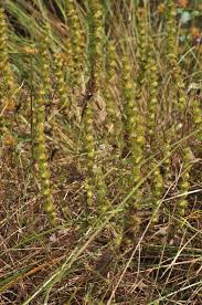 Image result for Platostoma