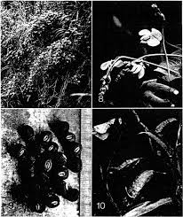 Image result for Psophocarpus lancifolius