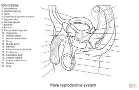 Add the labels to the diagram of the reproductive system of a male dog shown below. The Female Reproductive System Worksheet Promotiontablecovers