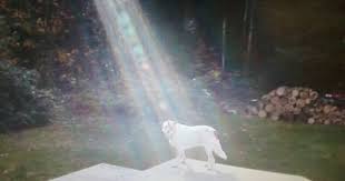 Not Photoshopped Beam Of Light Shines On Fallen Soldier S Miracle Dog Fallen Soldier Dog Hero Angel Pictures