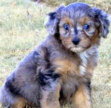 If there are any puppies available i will post it here. Aussiedoodle Blue Merle Female 1 West Texas Mini Aussies Miniature Australian Shepherds Australian Shepherd Retriever Puppy Australian Shepherd Blue Merle