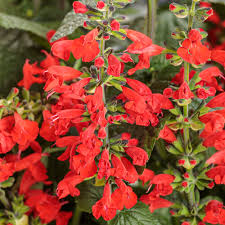 Image result for Salvia coccinea