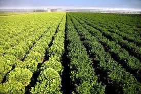Per settori in ordine alfabetico. Acli Terra Lazio L Inps Ha Fissato Le Aliquote Contributive Per I Lavoratori Del Settore Agricolo