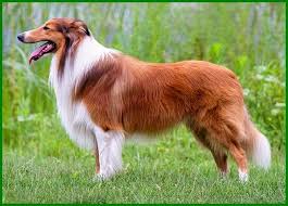 Wooohh… ternyata kepala kemaluan itu terlalu besar untuk masuk ke liang sanggamaku… akhirnya dengan sedikit menahan perih, akhir otot liang sanggama yang dipaksa membuka lebih lebar. 15 Jenis Anjing Yang Paling Setia Pada Pemiliknya Daftarhewan Com Anjing Labrador Retriever Anjing Rottweiler Anjing Chihuahua