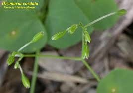 Image result for Drymaria