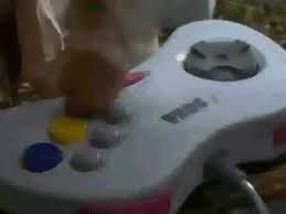 Niños, pareja de ancianos, amigos jugando al joystick, en la computadora, consola y gafas vr, controlador de tv. Sueno De Gamer Ofrecen 700 Mil Pesos Al Ano Por Jugar Videojuegos