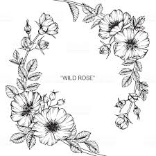 Black And White Vines Vector Wild Rose Flower Drawing Royalty Free Wild Rose Flower Drawing Stock Vector Art More Images Of Wild Ro Flower Drawing Design Wild Rose Tattoo Flower Drawing
