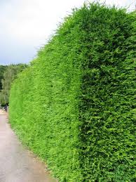 Evergreen shrubs maintain most of their green leaves throughout the growing season. Which Hedge Hedging Plants Explained Evergreenhedging Com