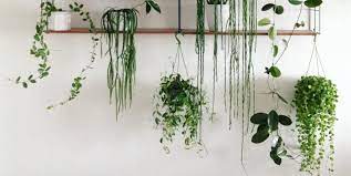 Un lapicero, una olla vieja, incluso una bota que ya no te pongas. Las 8 Plantas Colgantes Mas Bonitas Para Convertir Tu Casa En Una Jungla