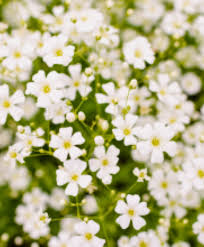 Image result for Aeollanthus repens