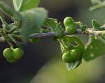 Image result for Erythrococca kirkii